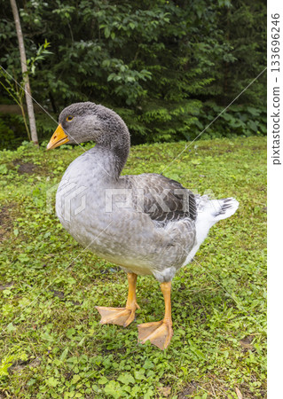 Domestic goose standing on green grass, rural Slovakia 133696246