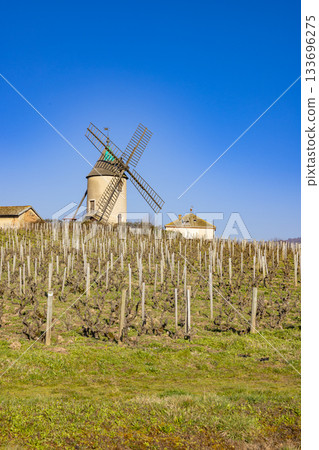 Moulin a Vent windmill standing over vineyard in Romaneche Thorins 133696275