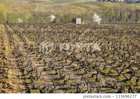Chenas vineyard landscape showing ancient vines in dormant season 133696277