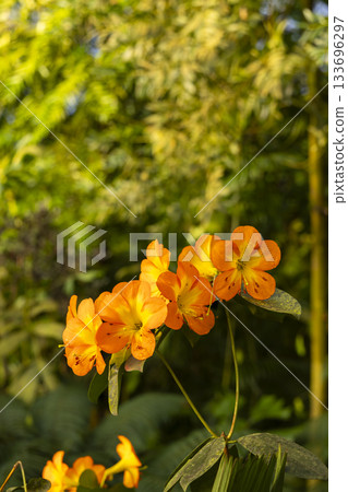 Bright orange flowers blooming in Prague botanical garden Bright orange flowers blooming in Prague botanical garden 133696297