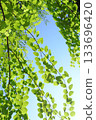 Katsura tree leaves against the blue sky Katsura tree leaves against the blue sky 133696420