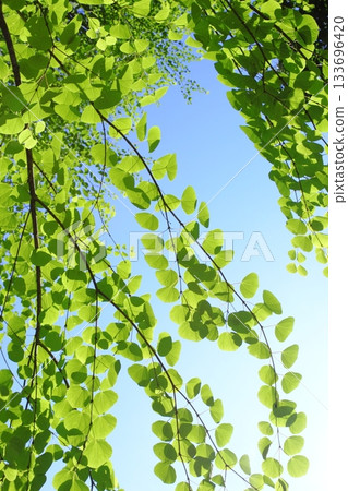 Katsura tree leaves against the blue sky Katsura tree leaves against the blue sky 133696420