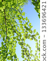 Katsura tree leaves against the blue sky Katsura tree leaves against the blue sky 133696421