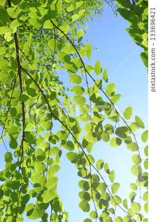 Katsura tree leaves against the blue sky 133696421