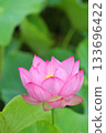 Close-up of a single pink lotus flower Close-up of a single pink lotus flower 133696422