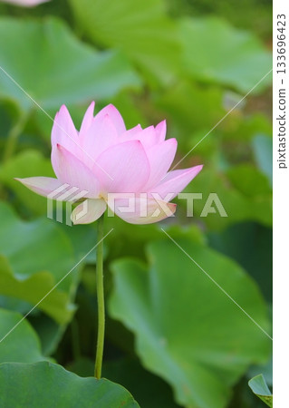 Close-up of a single pale pink lotus flower 133696423