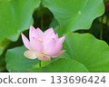 Close-up of a single pale pink lotus flower Close-up of a single pale pink lotus flower 133696424