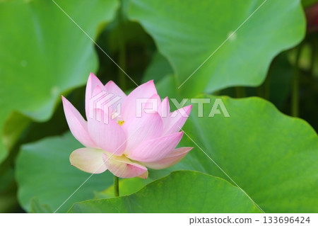 Close-up of a single pale pink lotus flower 133696424