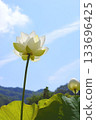 White lotus flowers blooming in the summer sun [White lotus] [Blue sky background] 133696425