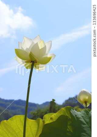 夏日陽光下盛開的白蓮花 [白蓮花] [藍天背景] 133696425