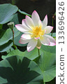 Lotus flower Lotus flower 133696426