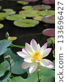 Lotus flower Lotus flower 133696427