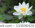 Close-up of a white lotus flower [White lotus] 133696428