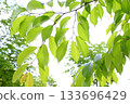 Fresh green cherry leaf Fresh green cherry leaf 133696429