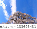 寄居町宇治國櫻花（埼玉縣） 133696431