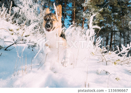 Puppy Of Mixed Breed Dog Playing Running In Snowy Forest In Winter Day Puppy Of Mixed Breed Dog Playing Running In Snowy Forest In Winter Day 133696667