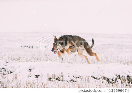 Hunting Sighthound Hortaya Borzaya Dog Fast Running During Hare-hunting At Winter Day In Snowy Field Hunting Sighthound Hortaya Borzaya Dog Fast Running During Hare-hunting At Winter Day In Snowy Field 133696674
