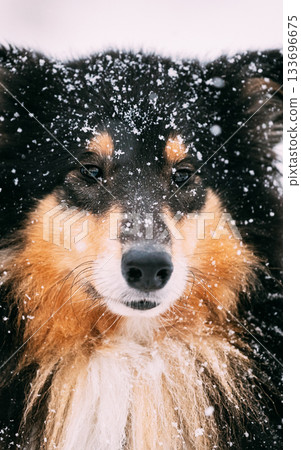 Close View Of Shetland Sheepdog, Sheltie, Collie In Snowy Winter Day Close View Of Shetland Sheepdog, Sheltie, Collie In Snowy Winter Day 133696675