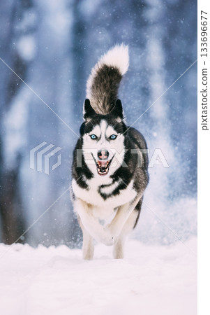 Siberian Husky Dog Running Outdoor In Snowy Field At Winter Day. Smiling Dog 133696677