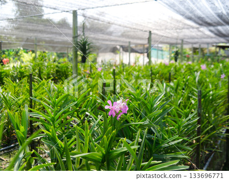 Orchid garden with black sunscreen slant to prevent orchids from getting too hot. Orchid garden with black sunscreen slant to prevent orchids from getting too hot. 133696771