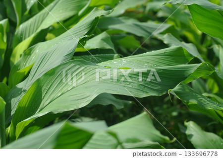 Turmeric green background image With water droplets on 133696778