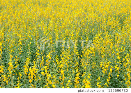 Field Sunhemp Crotalaria juncea ,Madras hemp is a tropical Asian plant 133696780
