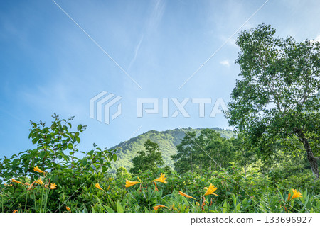 夏季，野草湖高原上湛藍的天空和盛開的萱草花構成了一幅令人心曠神怡的景象（群馬縣中之條町） 133696927