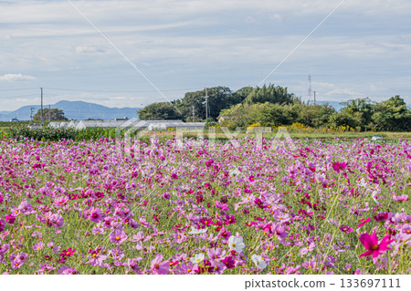 Cosmos fields in Iwata City (Shizuoka Prefecture) Cosmos fields in Iwata City (Shizuoka Prefecture) 133697111