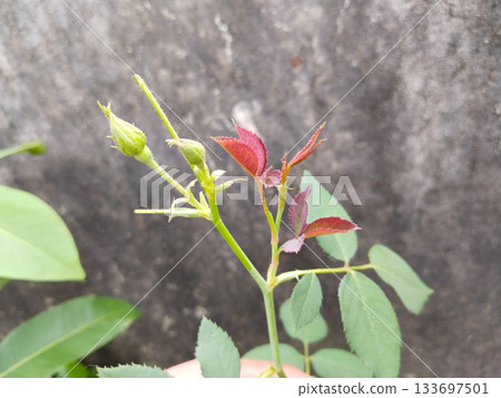 flower, rose, bloom 133697501
