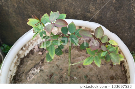 small rose plant growing on bucket small rose plant growing on bucket 133697523