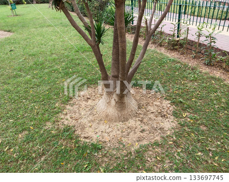 Beaucarnea gracilis plant. the elephant's foot or ponytail palm Beaucarnea gracilis plant. the elephant's foot or ponytail palm 133697745