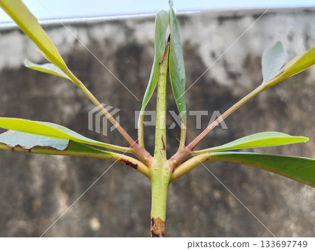 Java plum plant top view Java plum plant top view 133697749