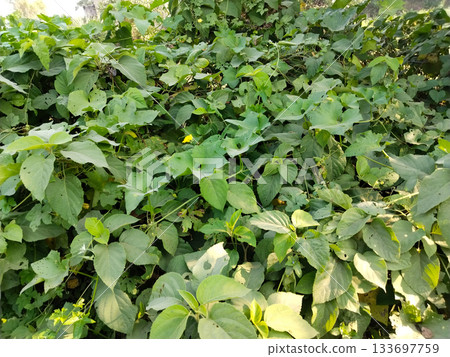 Grass and tropical season plants Grass and tropical season plants 133697759