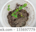 papaya small plant growing in disposal glass. Papaya seedlings in the garden waiting to be planted 133697779