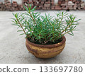 portulaca plant growing in clay bowl pot. beautiful plant and plants 133697780
