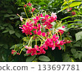 Combretum Indicum. Small Red Flowers 133697781