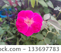 flowering first rose of the plant 133697783