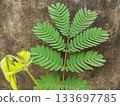 close up view of wild tamarind plant leaves. Siris leaf closeup 133697785