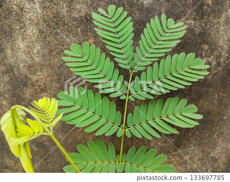 close up view of wild tamarind plant leaves. Siris leaf closeup 133697785