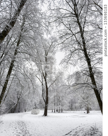 it is snowing heavily in the park, large flakes of snow are slowly falling on tree branches, no people, nobody it is snowing heavily in the park, large flakes of snow are slowly falling on tree branches, no people, nobody 133698183