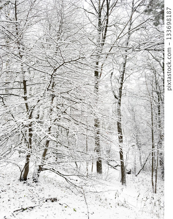 it is snowing heavily in the park, large flakes of snow are slowly falling on tree branches, no people, nobody it is snowing heavily in the park, large flakes of snow are slowly falling on tree branches, no people, nobody 133698187