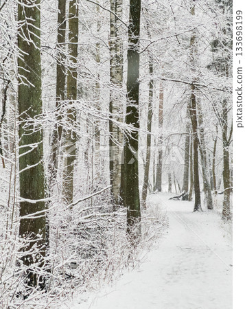 it is snowing heavily in the park, large flakes of snow are slowly falling on tree branches, no people, nobody it is snowing heavily in the park, large flakes of snow are slowly falling on tree branches, no people, nobody 133698199