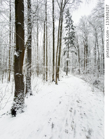 it is snowing heavily in the park, large flakes of snow are slowly falling on tree branches, no people, nobody it is snowing heavily in the park, large flakes of snow are slowly falling on tree branches, no people, nobody 133698207