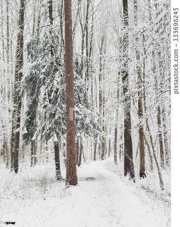 it is snowing heavily in the park, large flakes of snow are slowly falling on tree branches, no people, nobody it is snowing heavily in the park, large flakes of snow are slowly falling on tree branches, no people, nobody 133698245