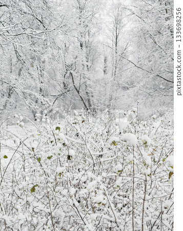 it is snowing heavily in the park, large flakes of snow are slowly falling on tree branches, no people, nobody it is snowing heavily in the park, large flakes of snow are slowly falling on tree branches, no people, nobody 133698256