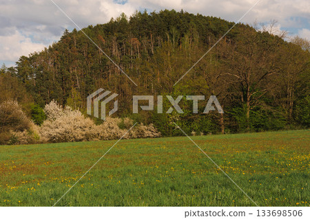 Meadow with yellow wildflowers and blooming shrubs near forested hill, Czech Republic 133698506