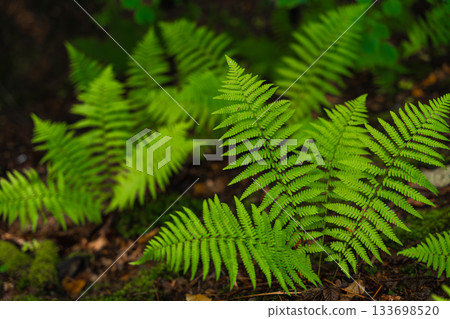 Bright green fern growing in Czech forest with soft natural light and dark blurred background. Bright green fern growing in Czech forest with soft natural light and dark blurred background. 133698520
