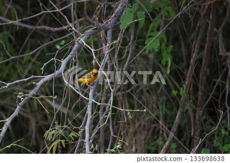 The yellow bird on Build nest from dry stick hay in nature The yellow bird on Build nest from dry stick hay in nature 133698638