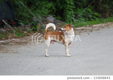 The small brown and white dog is action play on cement floor The small brown and white dog is action play on cement floor 133698643