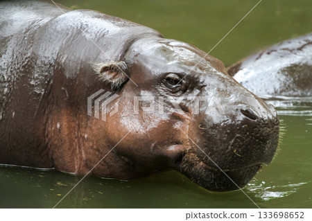 Dwarf hippopotamus smile on face in water at thailand 133698652